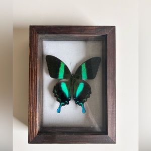 NWOT - BEAUTIFUL BUTTERFLY shadow box.